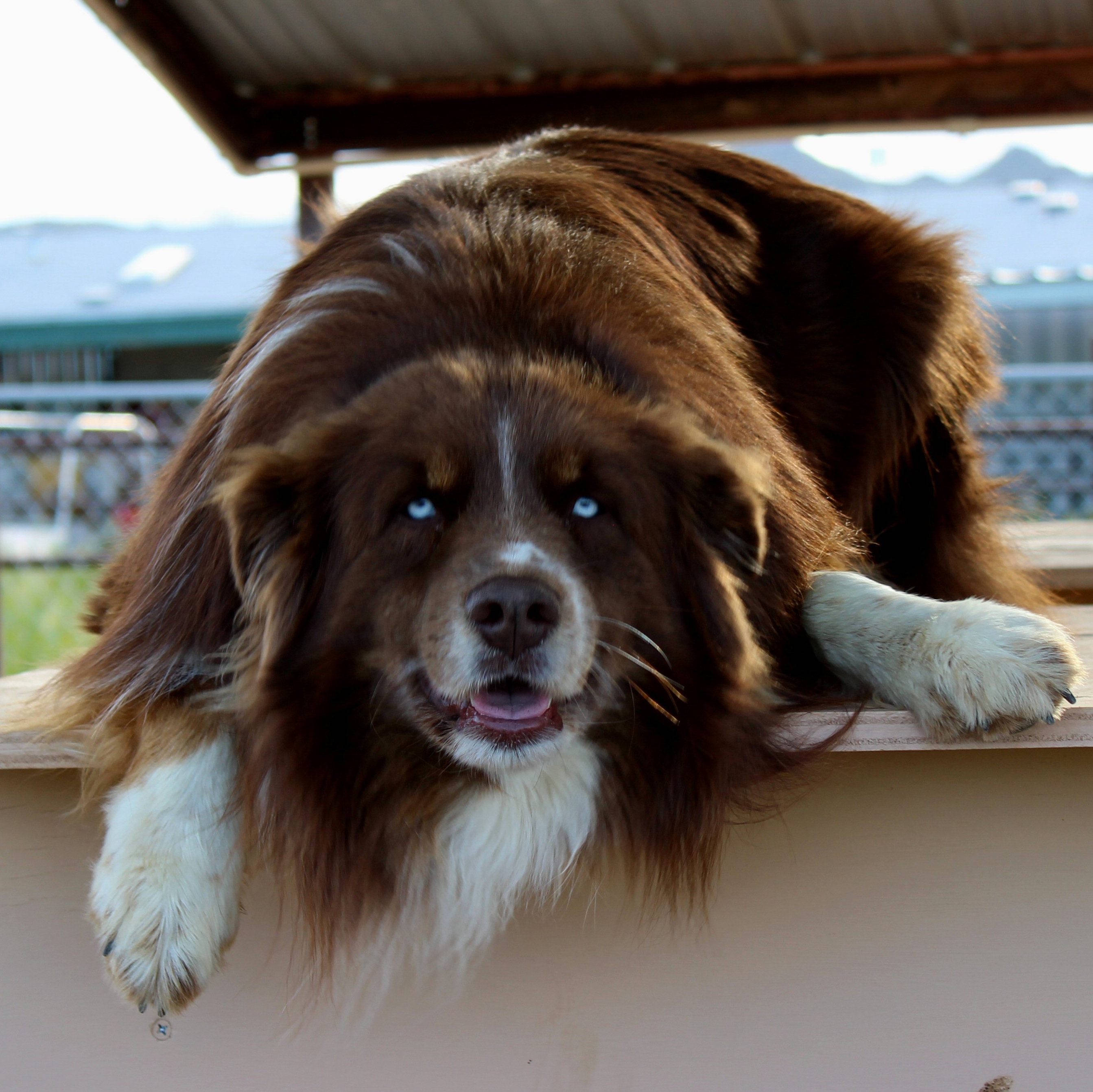 CLICK HERE TO SEE MORE PICS OF ASCA/AKC registered male: FREESTYLE ROCKIN' IN A BUGATTI