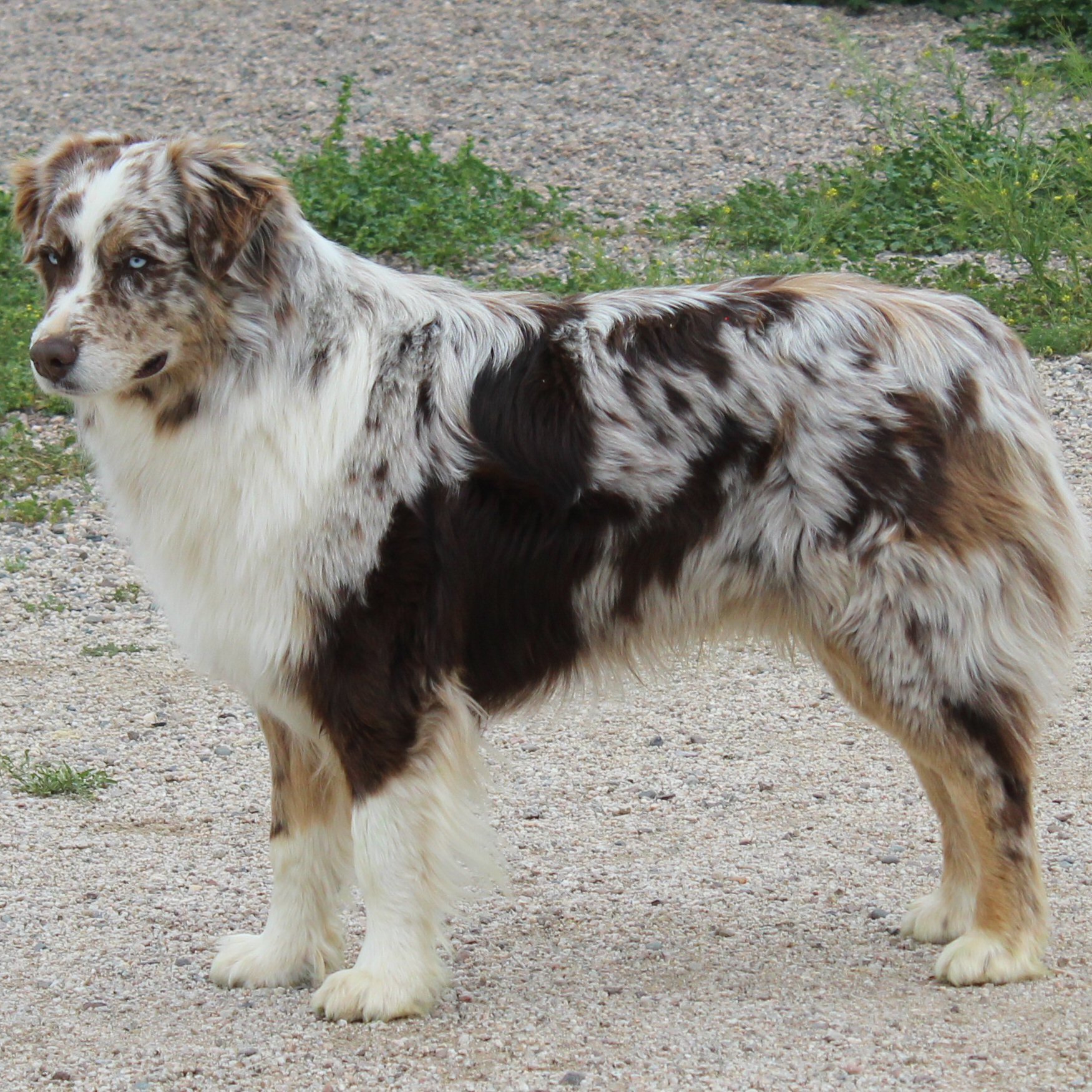 CLICK HERE TO SEE MORE PICS OF ASCA/AKC registered male: Mozzy Maserati