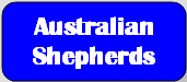 btn: Australian Shepherds