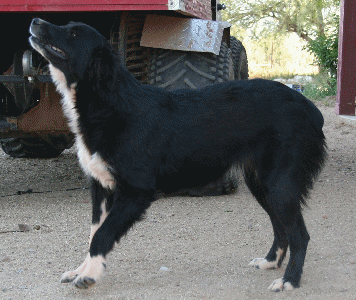 CLICK HERE TO SEE MORE PICS OF ASCA/AKC registered female: Darra