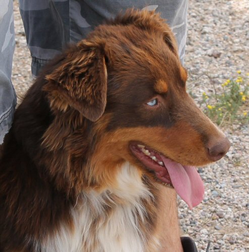 CLICK HERE TO SEE MORE PICS OF ASCA/AKC registered female: 