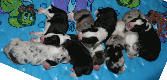 FRECKLES FIRST LITTER!