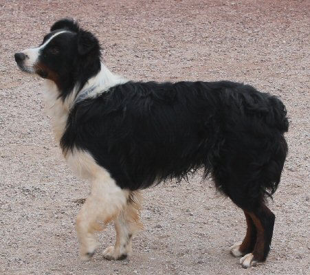 AKC/ASCA CORONADO'S ROCKIN JAGGER - click on his picture to visit his web page!