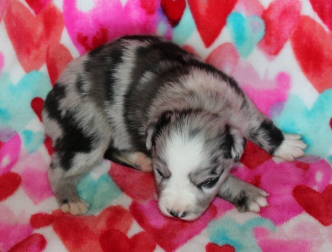  BLUE MERLE FEMALE! 