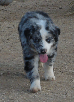 WILDWEST WIZARD OF FAIROAK AS A PUPPY!