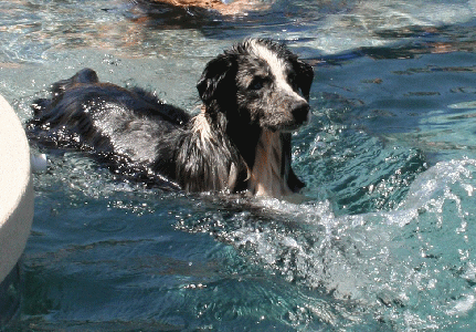 WILDWEST WIZARD OF FAIROAK loves water! 