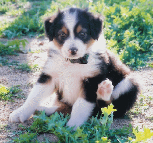 TOP DUCHESS OF PANDA MONIUM as a Puppy!