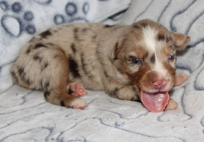  RED MERLE MALE! 