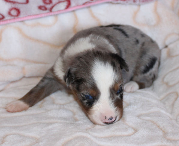  BLUE MERLE FEMALE! 