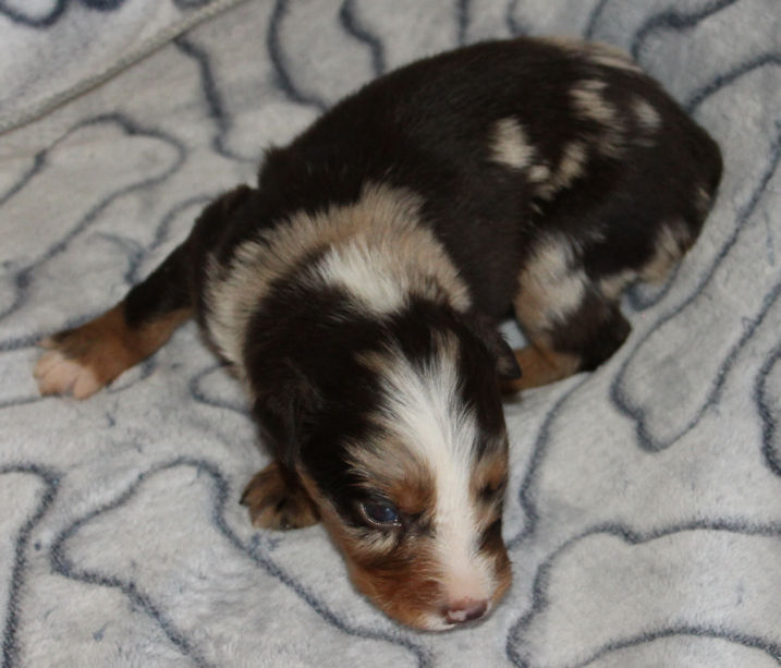  RED MERLE MALE! 