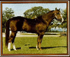 JOSE UNO - World Champion Cutting Horse and Rayna's great grandsire!