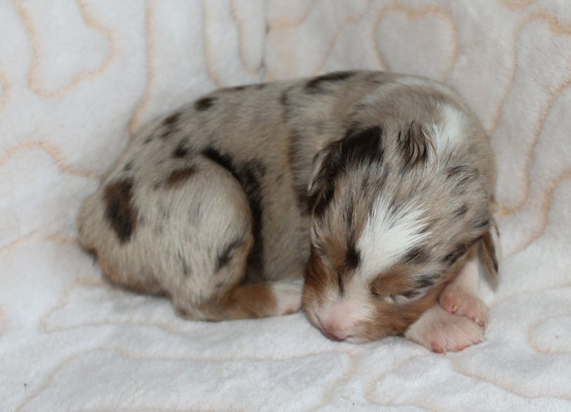  BLUE MERLE FEMALE! 