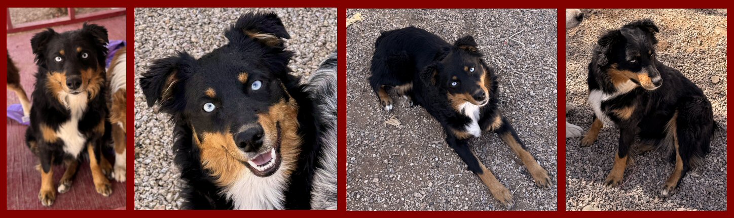 4FEATHERS MISTRESS ROCKIN' LITA!