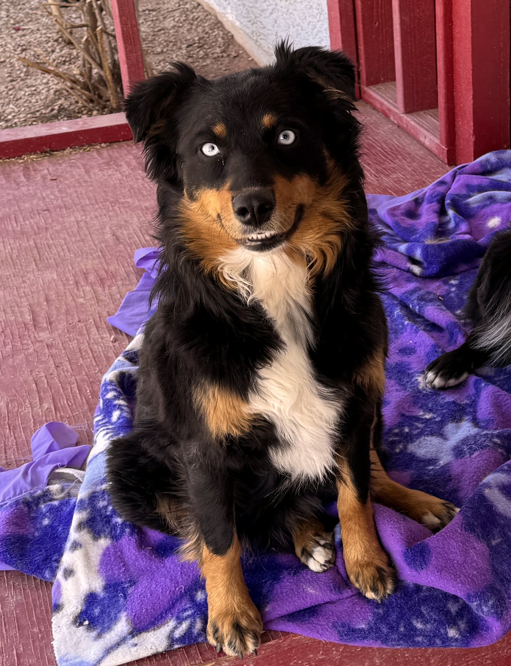 4FEATHERS MISTRESS ROCKIN' LITA!