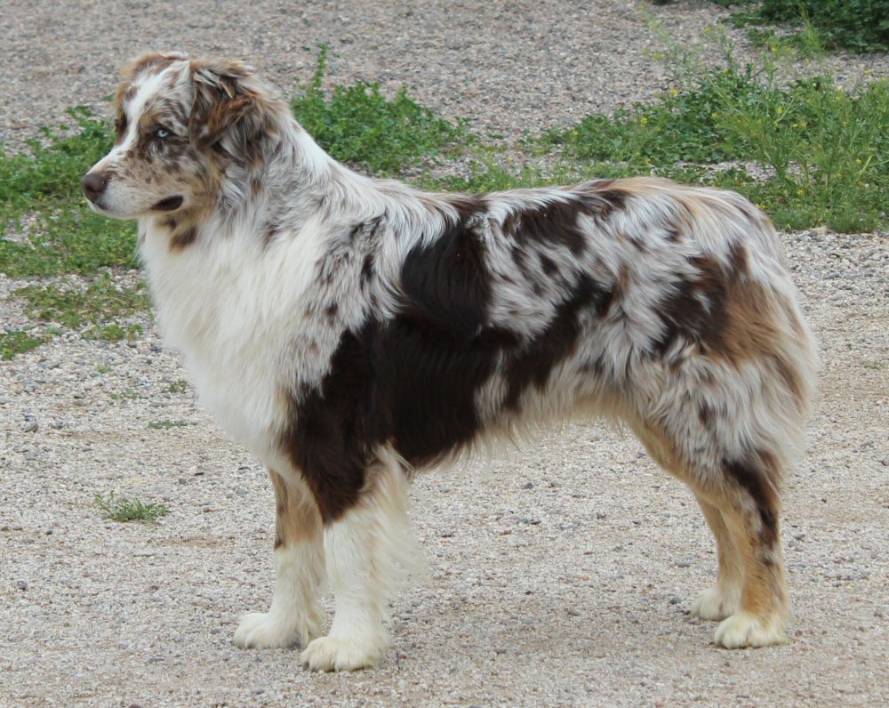 FAIROCKIN MASERATI STYLE