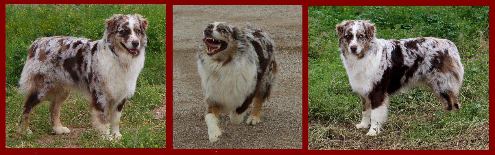 FAIROCKIN MASERATI STYLE