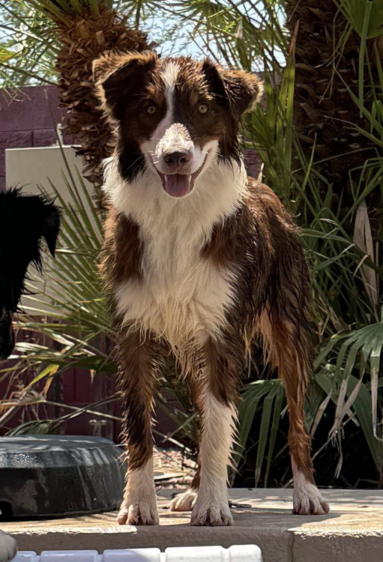 CLICK HERE TO SEE MORE PICS OF ASCA/AKC registered female: Taffy