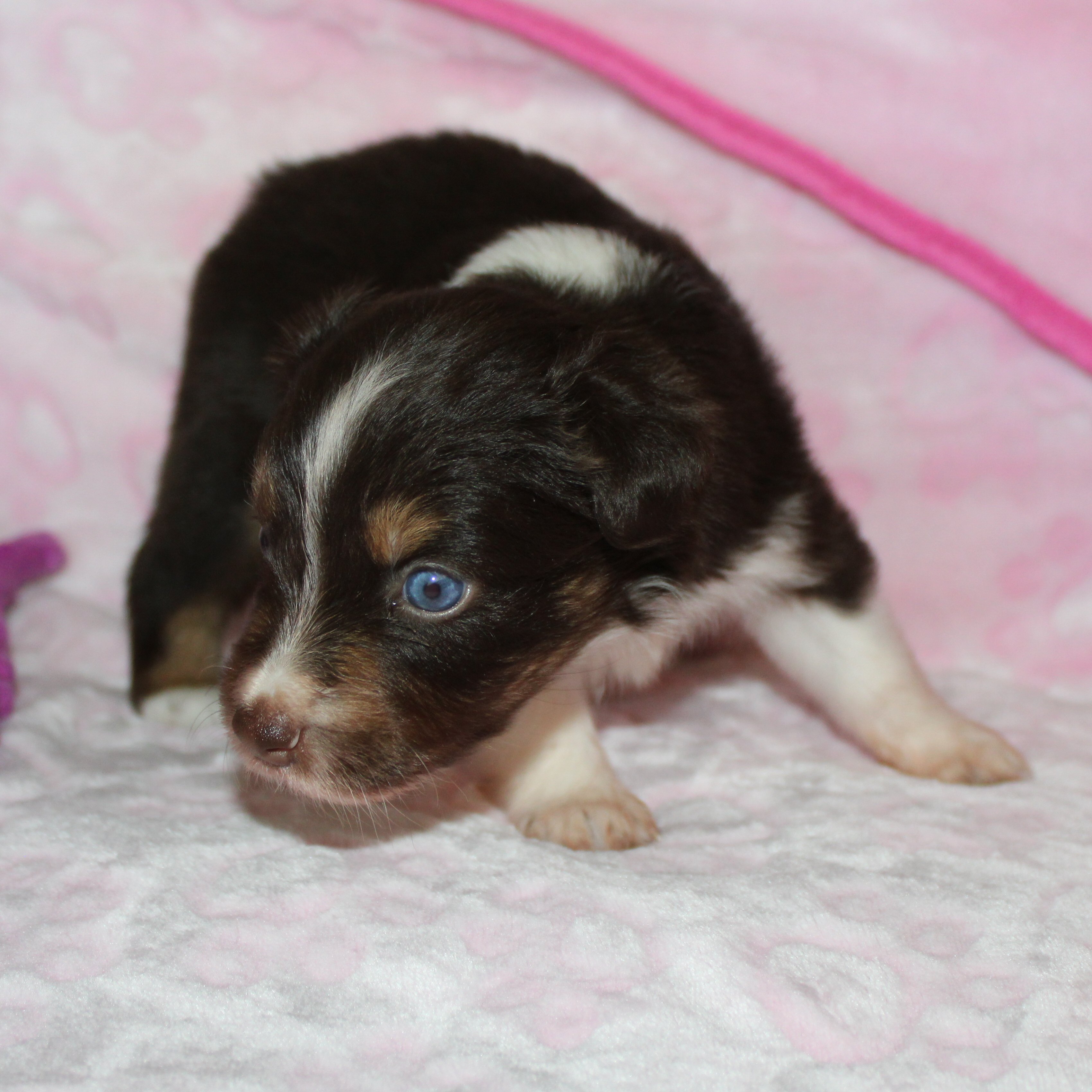  Picture COMING SOON! 