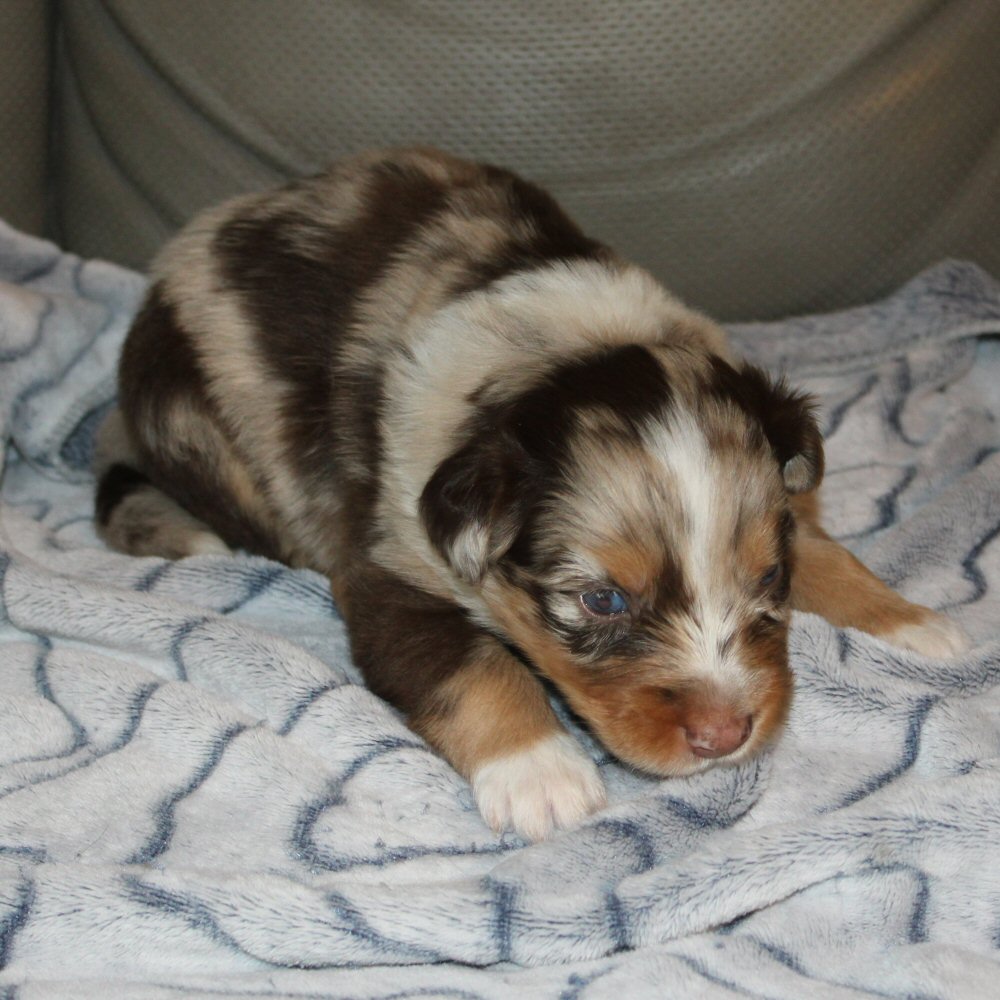  Picture COMING SOON! 