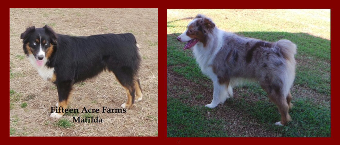 Zoso's maternal great great grandparents!