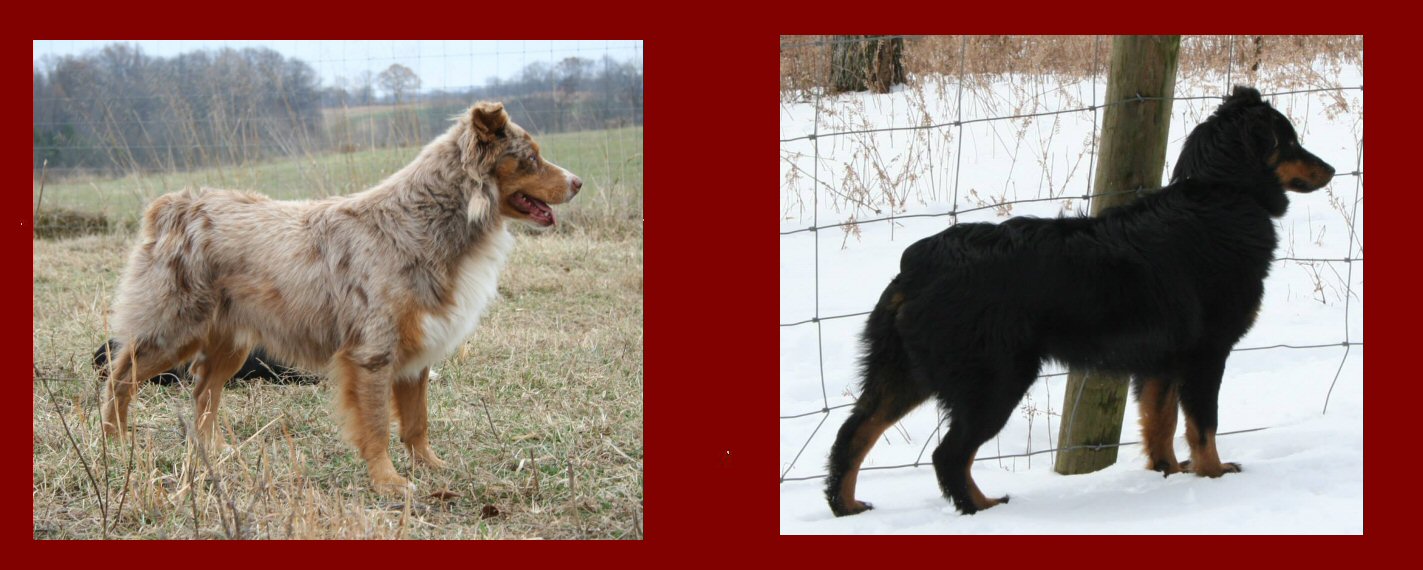 Zoso's maternal great great grandparents!